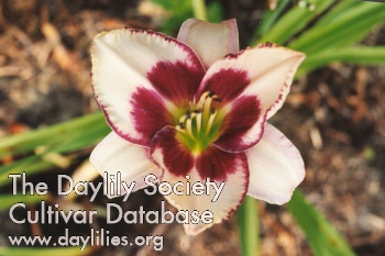 Daylily Chicago Picotee Queen